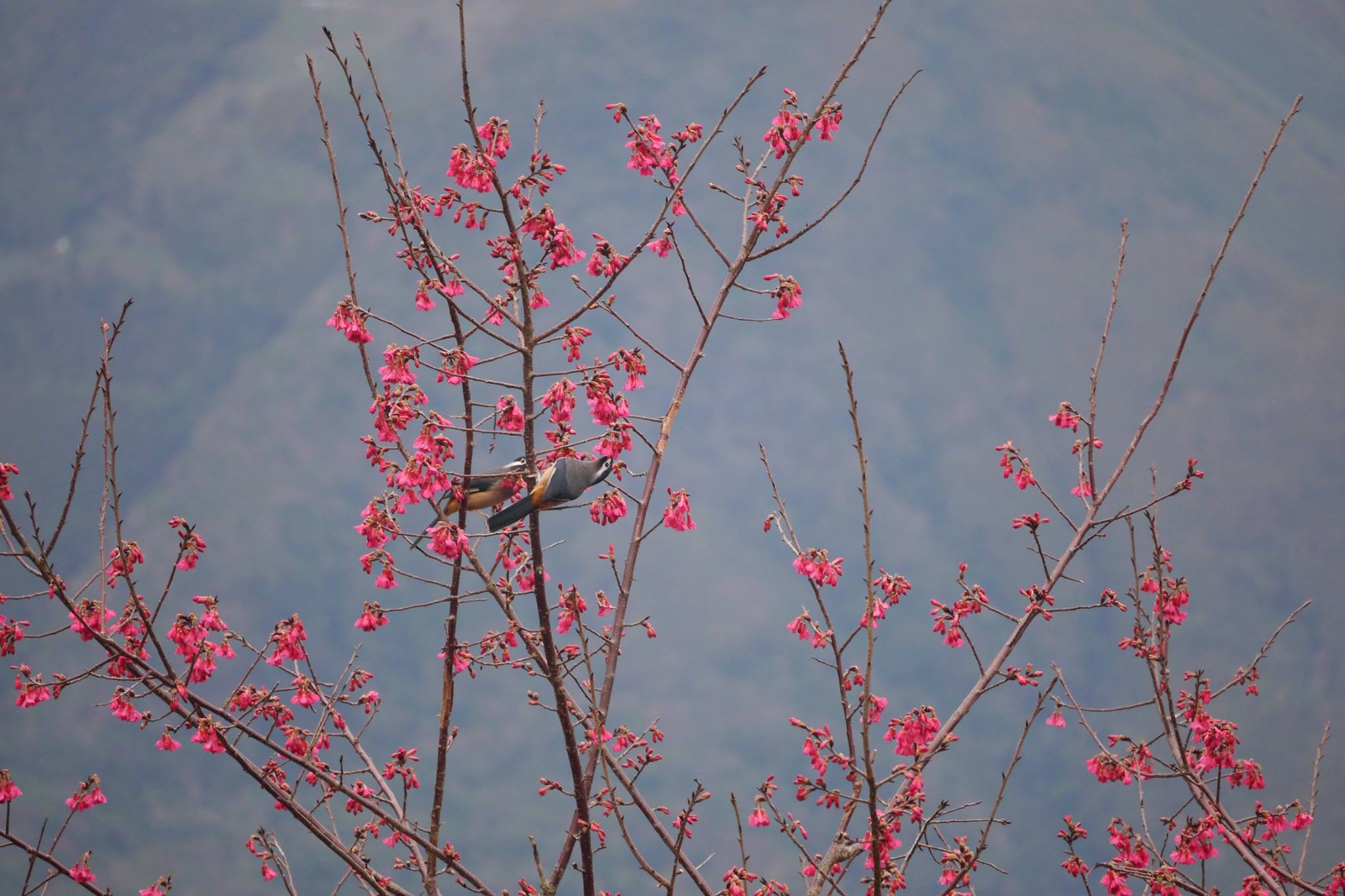 拉拉山櫻花